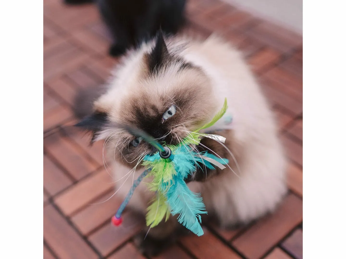 Assortment Playing Rod With Feathers 62x3x1,5cm mixed colors Pets Qatar