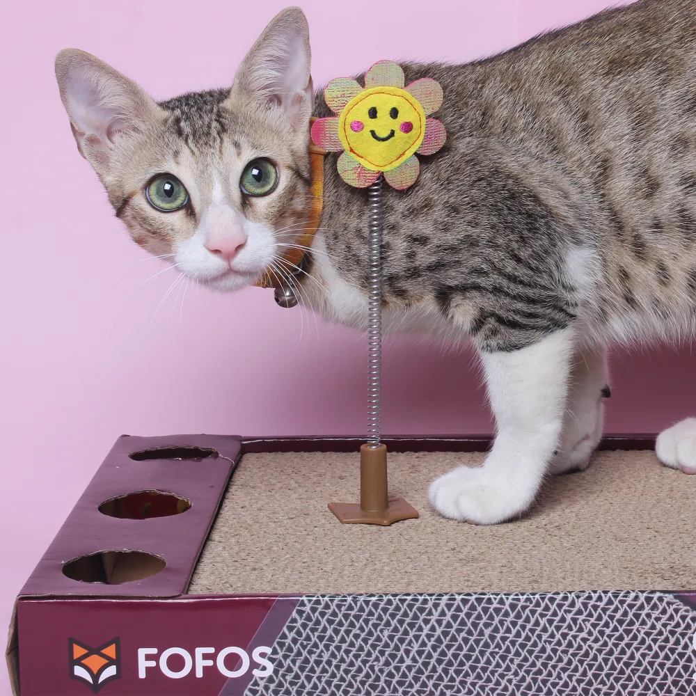 Barkbutler x Fofos Rock & Roll Play Box Scratcher Toys for Cats