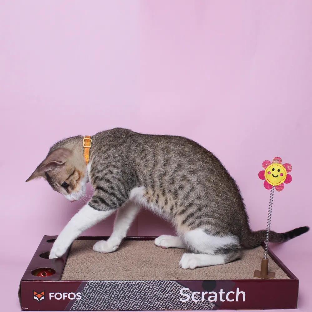 Barkbutler x Fofos Rock & Roll Play Box Scratcher Toys for Cats