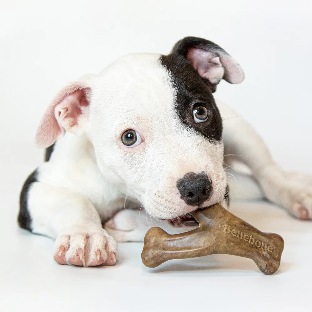 Benebone Bacon Flavored Dental and Wishbone Chew Toys for Puppy
