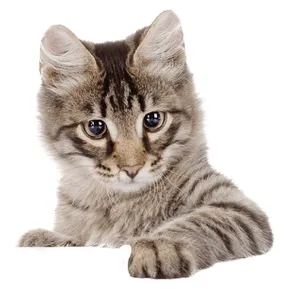 CAT SPACE TRAINING AID SPRAY   500 ML Pets Qatar