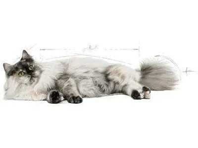 FELINE CARE NUTRITION HAIR & SKIN 2 KG Pets Qatar