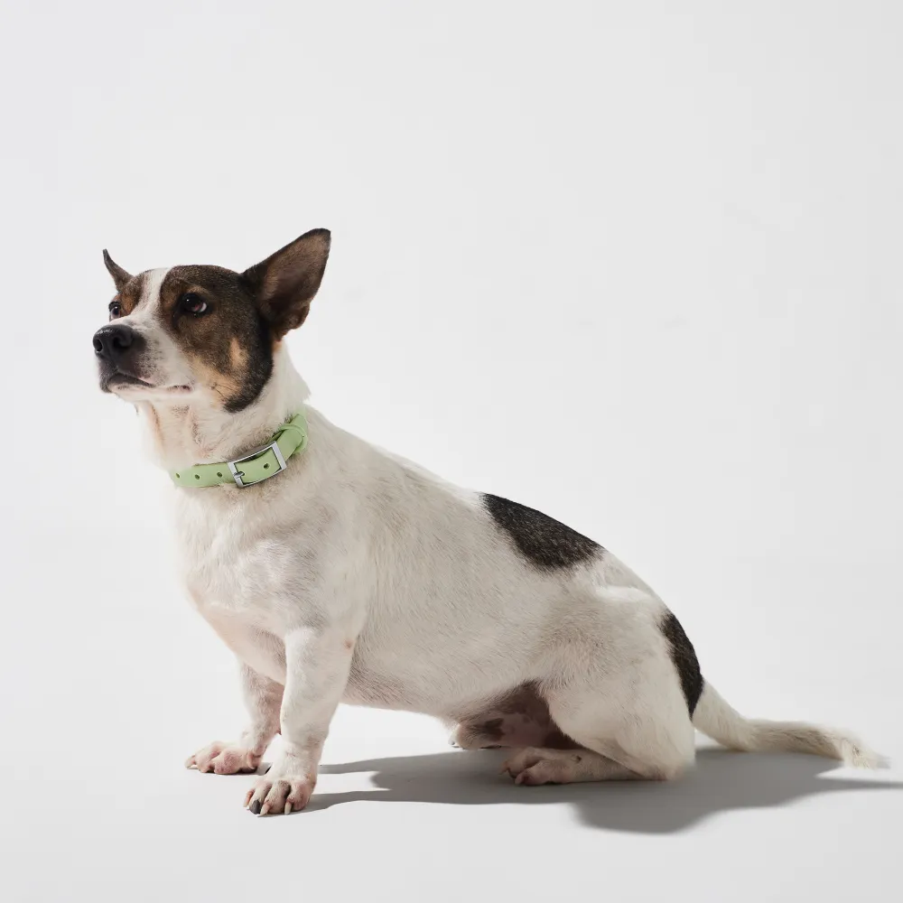 Furry & Co Weatherproof Collar for Dogs (Matcha Latte)
