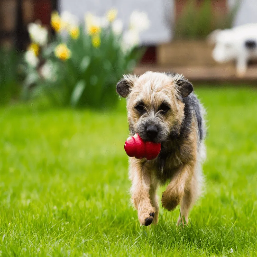 Kong Classic Toy for Dogs (Red) | For Aggressive Chewers
