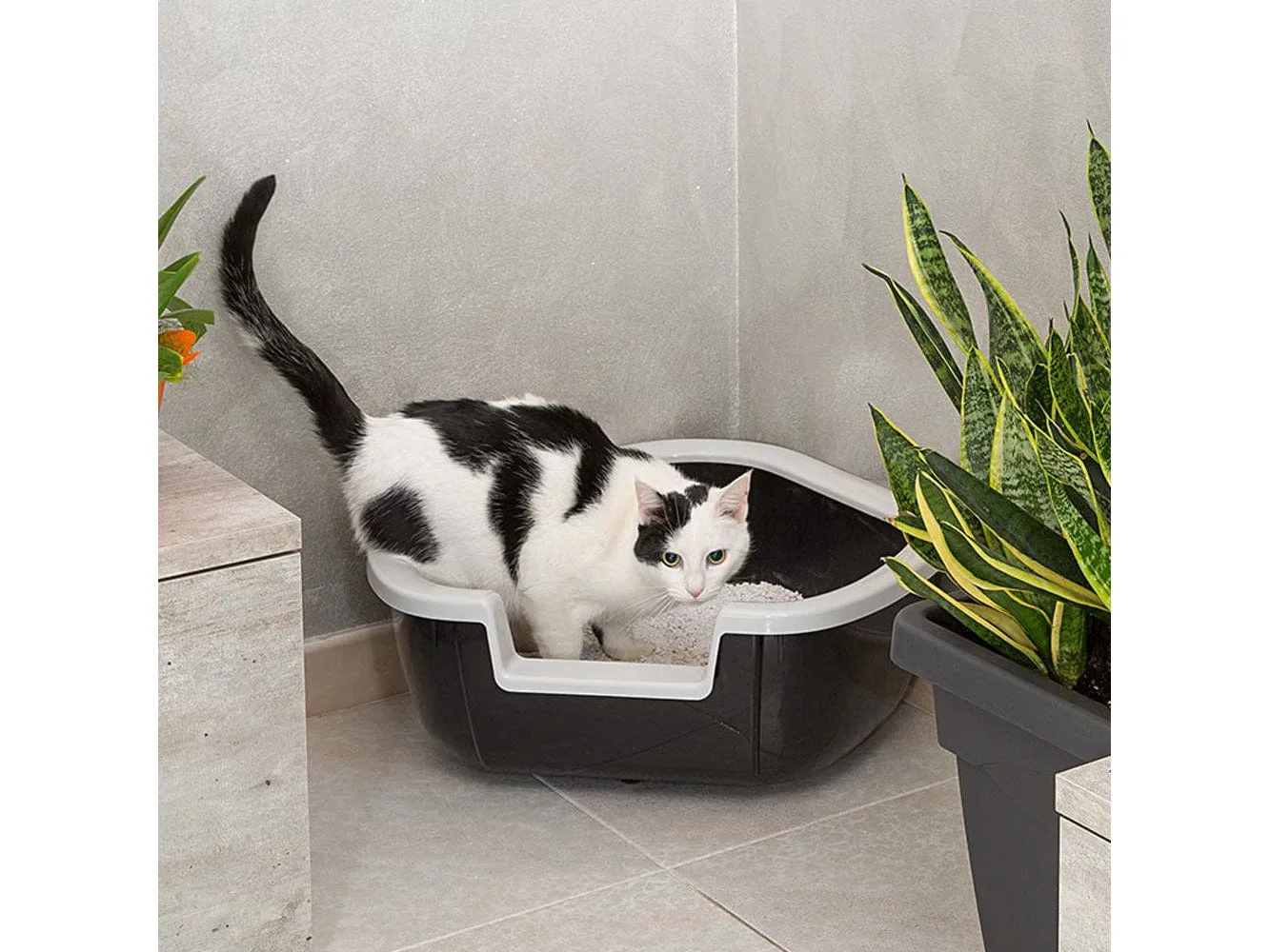 Litter Tray Dama Pets Qatar