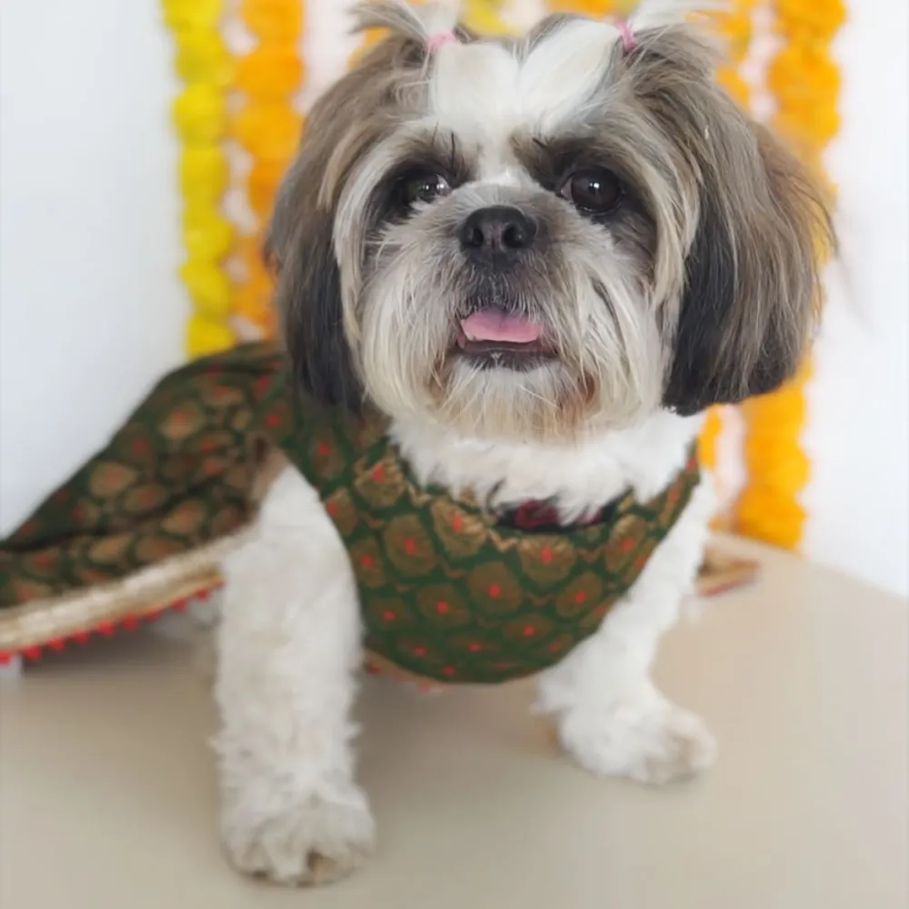 Pawgypets Brocade Lehenga for Dogs and Cats (Green)