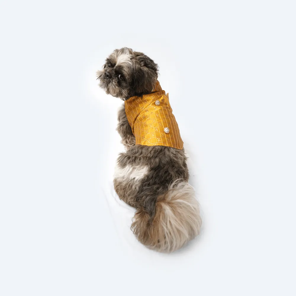 Pawgypets Strapy Sherwani for Dogs and Cats (Mustard)
