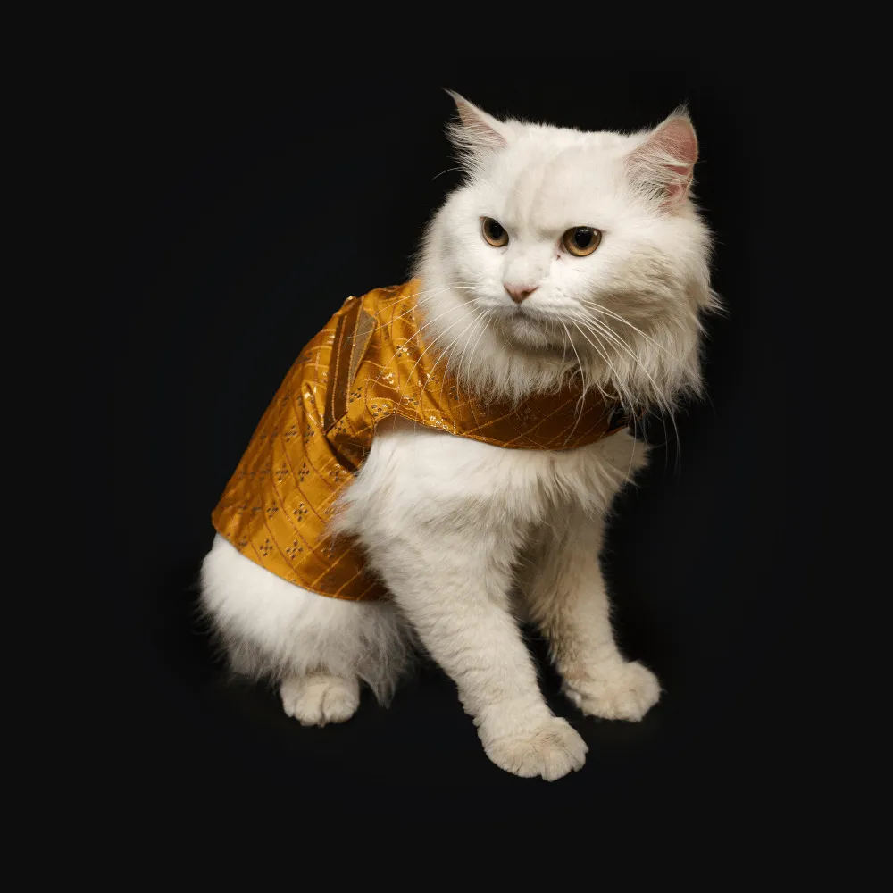 Pawgypets Strapy Sherwani for Dogs and Cats (Mustard)