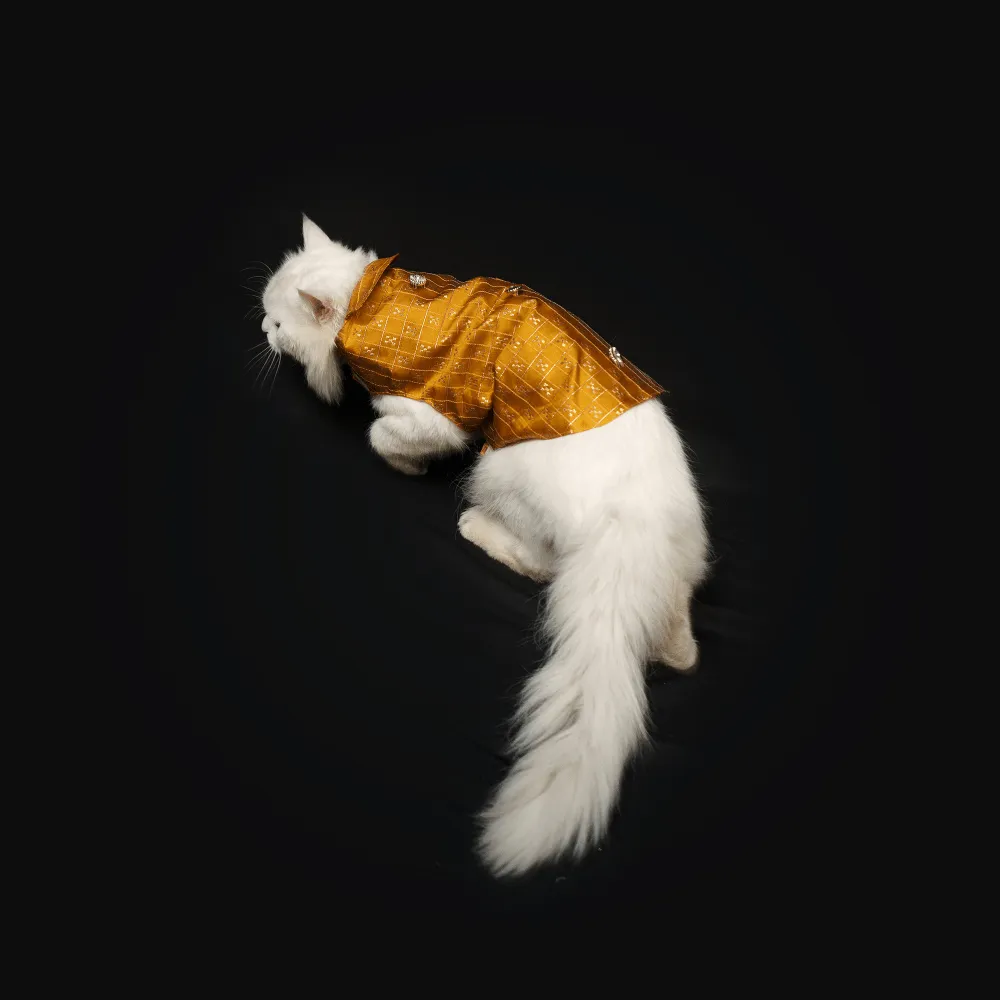 Pawgypets Strapy Sherwani for Dogs and Cats (Mustard)