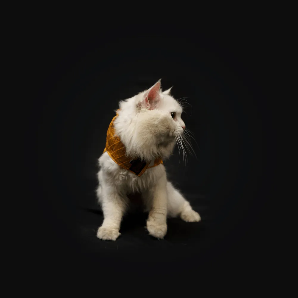 Pawgypets Strapy Sherwani for Dogs and Cats (Mustard)