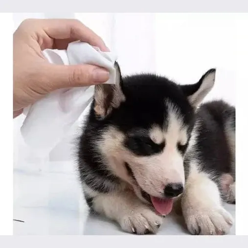 PAWISE  Cleaning Wipes Eyes  (15 sheets) Pets Qatar