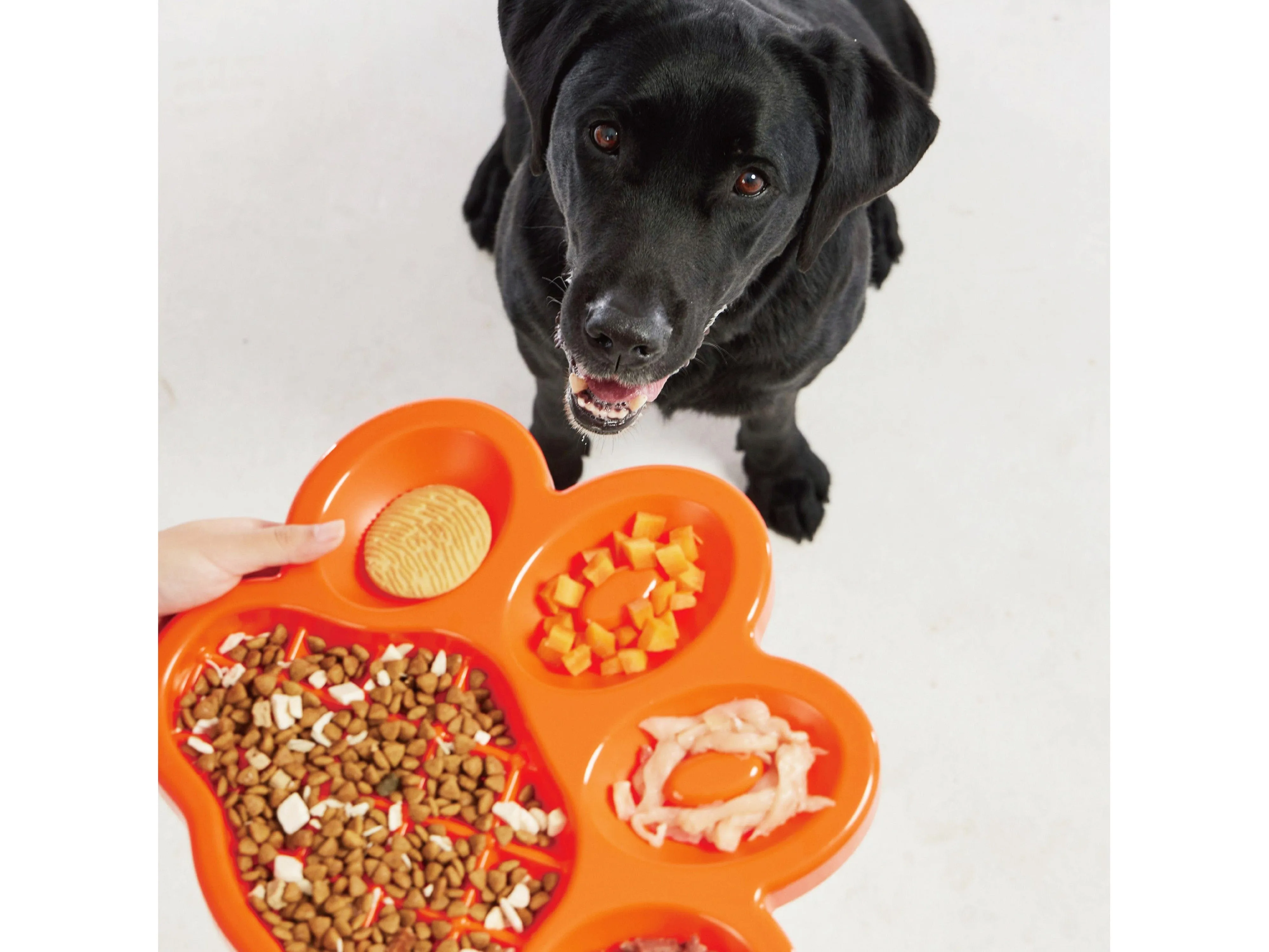 PetDreamHouse PAW Slow Feeder Orange Pets Qatar