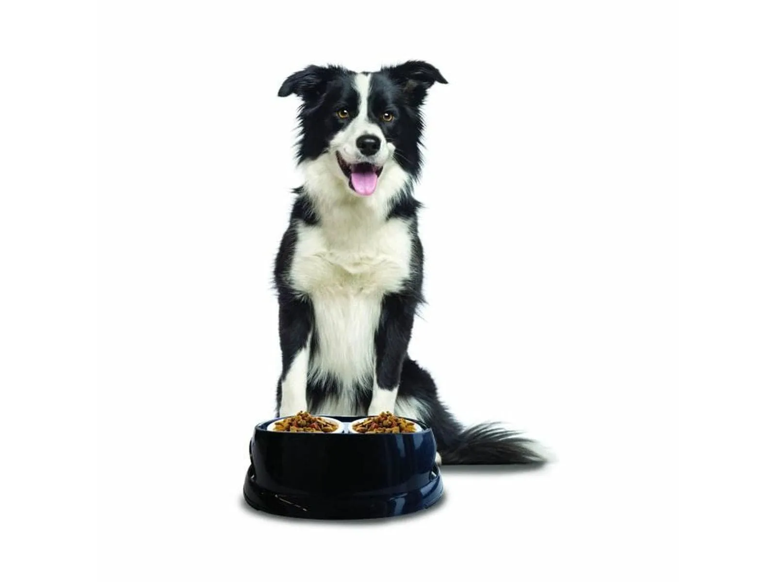 PLASTIC BOWL MIXED ASSORTMENT Pets Qatar