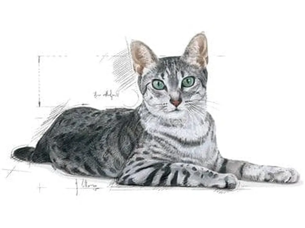 Royal Canin FHN Indoor  7 1,5kg Pets Qatar