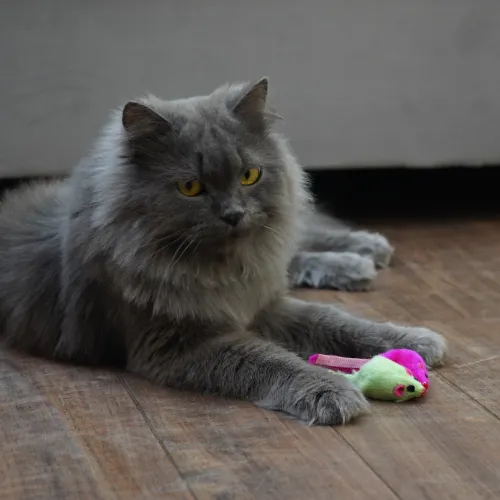 Skatrs Mouse Rattle Toy Set for Cats (Cyan/Pink)