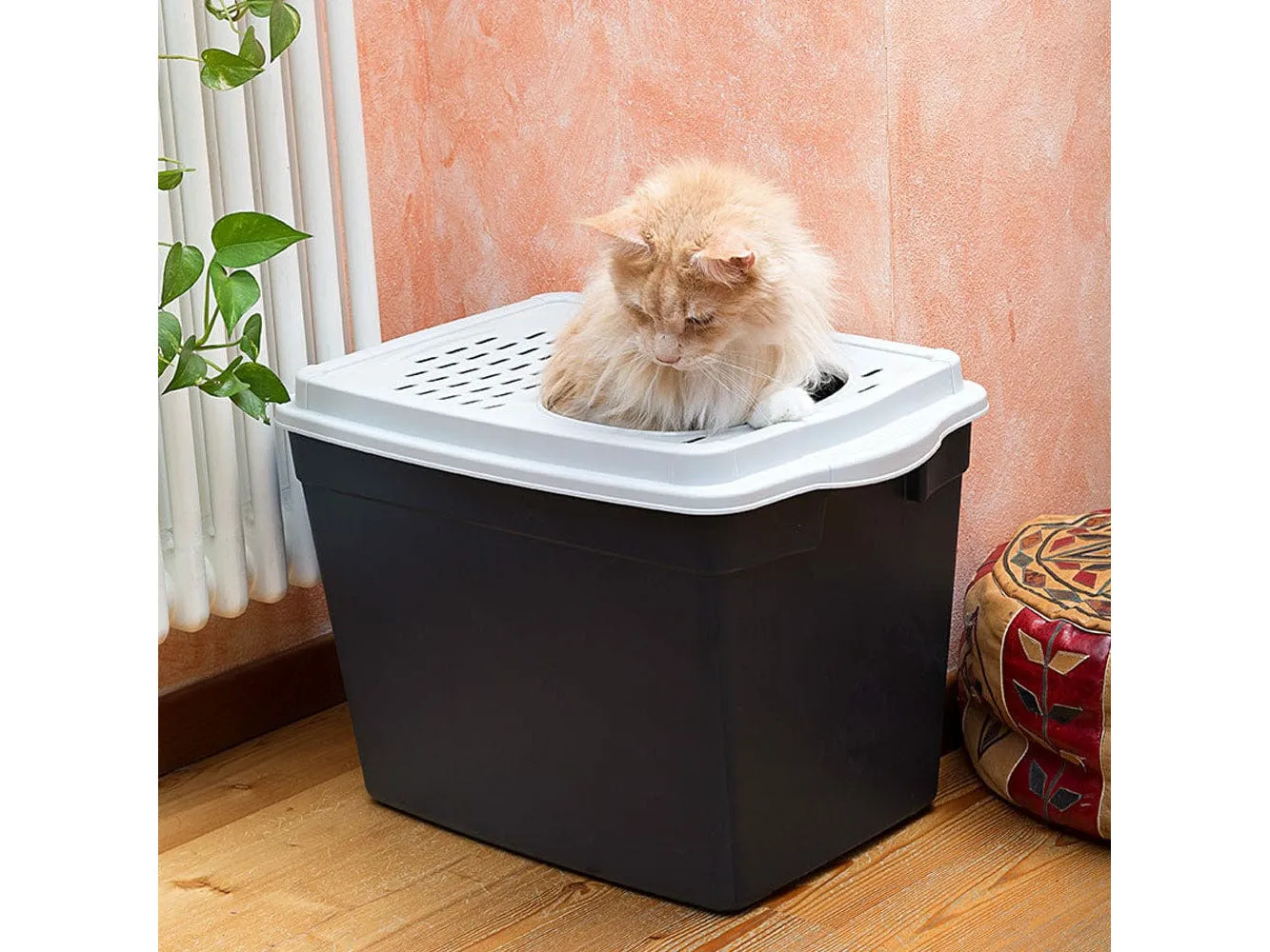 Toilet Home Jumpy Pets Qatar